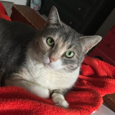 SnickersACat Profile Picture