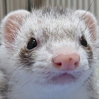 パパしろ (@ppshiro0904) 's Twitter Profile