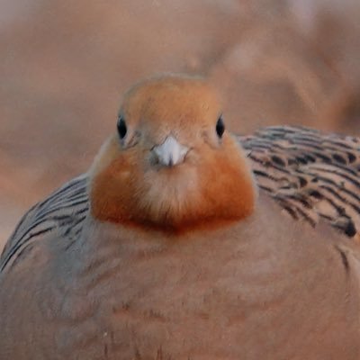 푸울さんのプロフィール画像