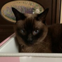mochimato (@mochi314mato) 's Twitter Profile