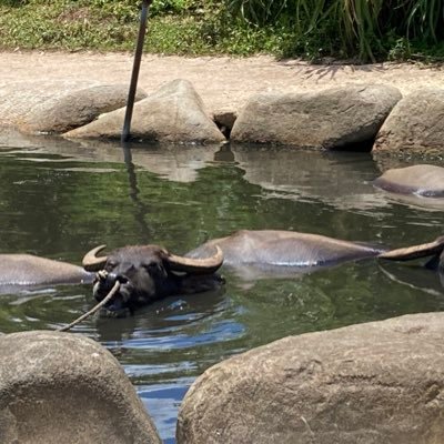 mokemaru333's profile picture. 人生の選択肢を増やしたくてアフィリエイト奮闘中/美味しいものが好き/酒も好き/布団愛