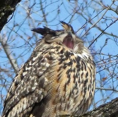 hooooooooooさんのプロフィール画像