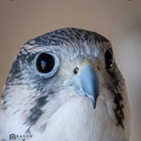 . (@pss_30) 's Twitter Profile