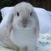 elli (@palebunn) Twitter profile photo elli (@palebunn) Twitter profile photo