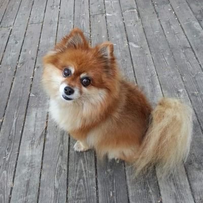 pamsters62's profile picture. 