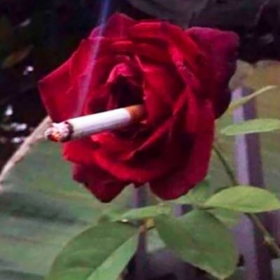 gourami001's profile picture. *alt account