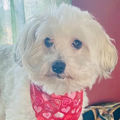 Love my Havanese pup 🐶 🐾#StLouisCardinals⚾️#StLouisBlues 🏒 #DallasCowboys 🏈 member of #ZSHQ