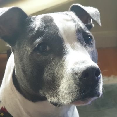 loulabelle231's profile picture. To #adoptdontshop you have to be special. A special person loves them with all their ❤ and realises their needs. proud to be a #rescuedog mum 💖