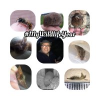 My Wildlife Year(@MyWildlifeYear) 's Twitter Profile Photo