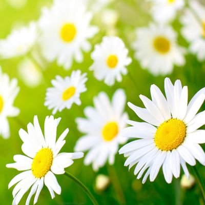 lll1441's profile picture. سبحان الله وبحمده سبحان الله العظيم