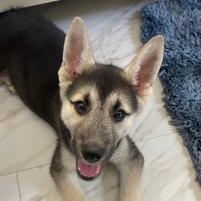 hi! my name is max and i am a german shepherd husky mix! i hate walks, and love to poop/pee everywhere and i have an attitude!
