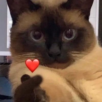 Mishel Sígueme y te sigo.🐱🐾 Profile