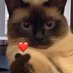 Mishel Sígueme y te sigo.🐱🐾 (@mmishel681) Twitter profile photo Mishel Sígueme y te sigo.🐱🐾 (@mmishel681) Twitter profile photo