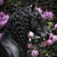 سنا برقه (@brqhsna) Twitter profile photo