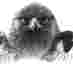 EliteFalconry (@elitefalconry) Twitter profile photo EliteFalconry (@elitefalconry) Twitter profile photo