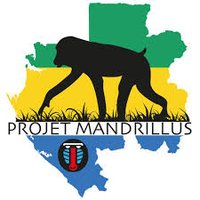 Mandrillus Project(@MandrillusP) 's Twitter Profile Photo