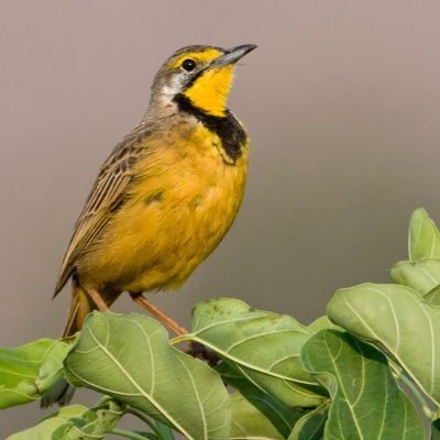 Birds that share an uncanny plumage similarity to an unrelated species.