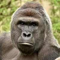 Abraham the Gorilla(@Abraham_Gorilla) 's Twitter Profile Photo