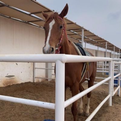Noodalz1's profile picture. {طموحه …واعشق الحياه ..}                                  @اللهم لاتجعل ..إبتلائي فيهم واحفظهم من اي مكروه ..يصيبهم.ومن كل شر@