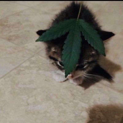 DenisMenace_458's profile picture. 