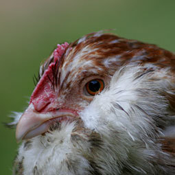 MyChickenCoop5's profile picture. We Are A Howto&Style Channel On YouTube. Subscribe To Us Here @
http://t.co/WUBgC062E3