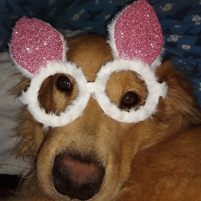 Projecthope303's profile picture. Project Hope was started in 2009 to help find the treatment for Canine Distemper and Parvo. Finding great success, Project Hope is now branching out...