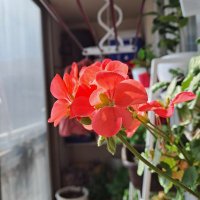 베란다정원 (@qpfksekwjddnjs) 's Twitter Profile