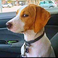 chris (@christopher911n) 's Twitter Profile Photo