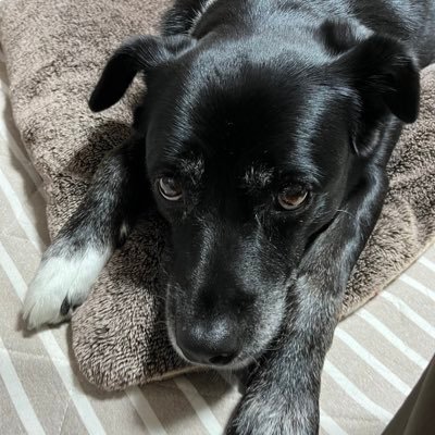 4Ab5uy6rxifEGvj's profile picture. わんわん！ロコです！福井県出身。 母は血統書付きな由緒正しいラブラドールレトリバー、父は野良犬ぅ。つまりラブラドール嘘リバーだよぅ！勿論いぬだよ。中の人なんて居ない！ロコのご主人は複数居るわん。繰り返し言うわん、中の人なんて居ない！わんわん！ ☆ポケモンGOは別垢に移動わん。@GO44944000