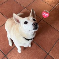 ぶーやん🇮🇹 (@findus_pd) 's Twitter Profile