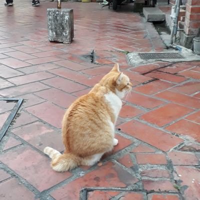 WTongさんのプロフィール画像