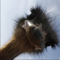 AdellaZone (@adellazone) 's Twitter Profile