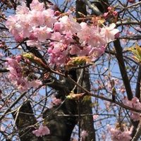 Sayo (@sayo150) 's Twitter Profile