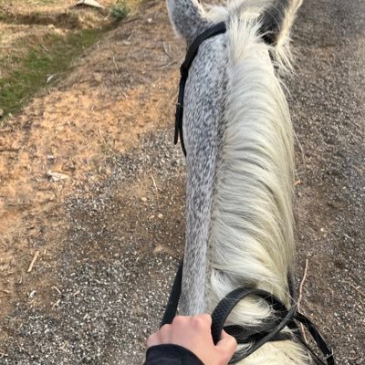 كل الأمور نسبية و الغِنى الحقيقي غنى النفس. Saudi show horse jumbing 🐎 #Vision_2030