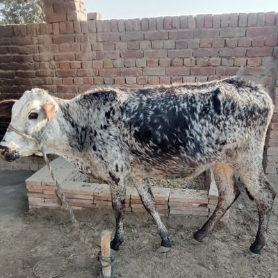 MohdIsa13297484's profile picture. 