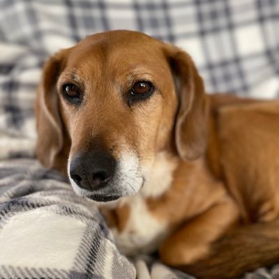 arlene4all's profile picture. Gratitude is powerful. Kindness transforms. 💙Tikkun Olam✡️🙏🇮🇱🇺🇦♥️my husband, family, Dogs🦮, Cats🐈‍⬛, nature walks, fairness.. NO DMs! 🚫