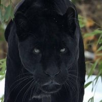 Black Panther(@Bp391862Ak) 's Twitter Profile Photo