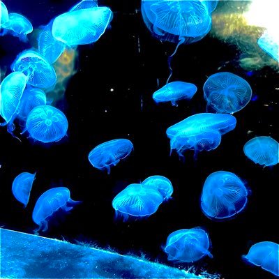 umi_lrs's profile picture. 色々な話するしとにかくごはんばっかあげます/イチャリバNo.664