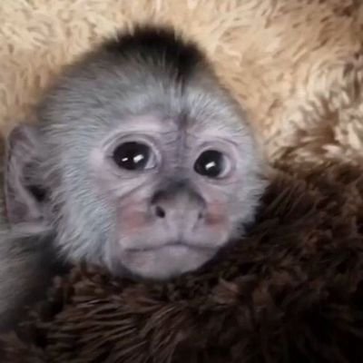 rosiieflowers's profile picture. 