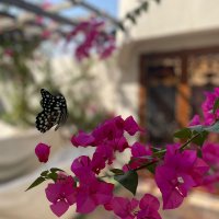 نوف آلمحمد ❀. (@11_noii) 's Twitter Profile