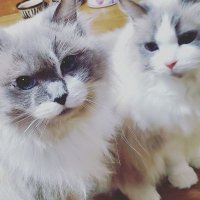 M0M0 (@xm0m0xm0m0x) 's Twitter Profile