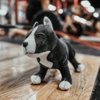9for9Powerlifting (@9for9pl) 's Twitter Profile