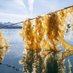 South Coast Seaweed UK (@seaweed_uk) Twitter profile photo South Coast Seaweed UK (@seaweed_uk) Twitter profile photo