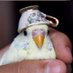 birdy4life🇺🇲🐥💕 ᵖᵃʳʳᵒᵗʸ (@dealer_wd_40) Twitter profile photo birdy4life🇺🇲🐥💕 ᵖᵃʳʳᵒᵗʸ (@dealer_wd_40) Twitter profile photo