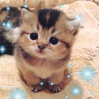 Dow (@dowcarpio) 's Twitter Profile