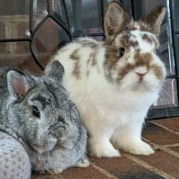 Little Fur Monsters(@BunBunOne11) 's Twitter Profile Photo