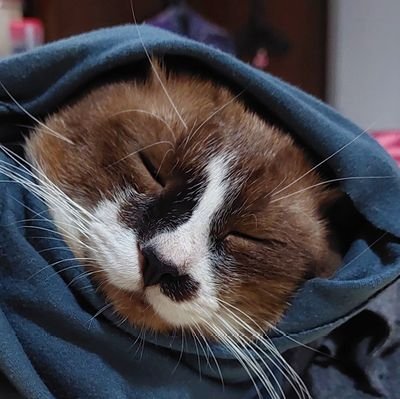 rizukawaii's profile picture. Quran journaling acc