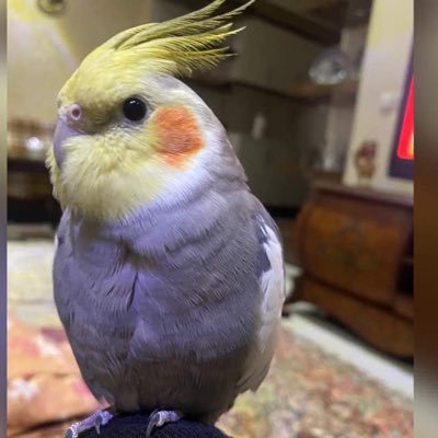 مربی نقاشی ❤️🌸  مامانه ۲ تا عروس هلندی🦜🦜