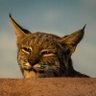 Casual_Obs's profile picture. Archeologist (Retired)