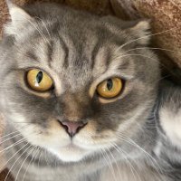 Фелюшка// да, я котик (@rex_fk8c) 's Twitter Profile